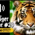 老虎 #29 吼叫 叫声 动物 音效 (HQ)