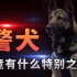 警犬究竟有什么特别之处？