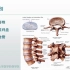 2.7.1 脊髓和椎管内疾病(一)