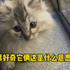 春节期间给院儿里流浪猫改造个冬季猫窝套房
