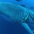巨型鲸鲨乖乖配合潜水员治伤像汪星人一样