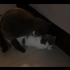 雏喵 猫生第一次！猫咪交配配种实录