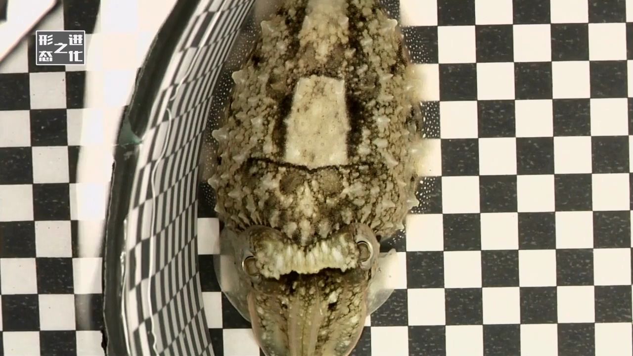 生物学家不断解密章鱼的隐身技能，探寻亿万年进化来的神奇功能！