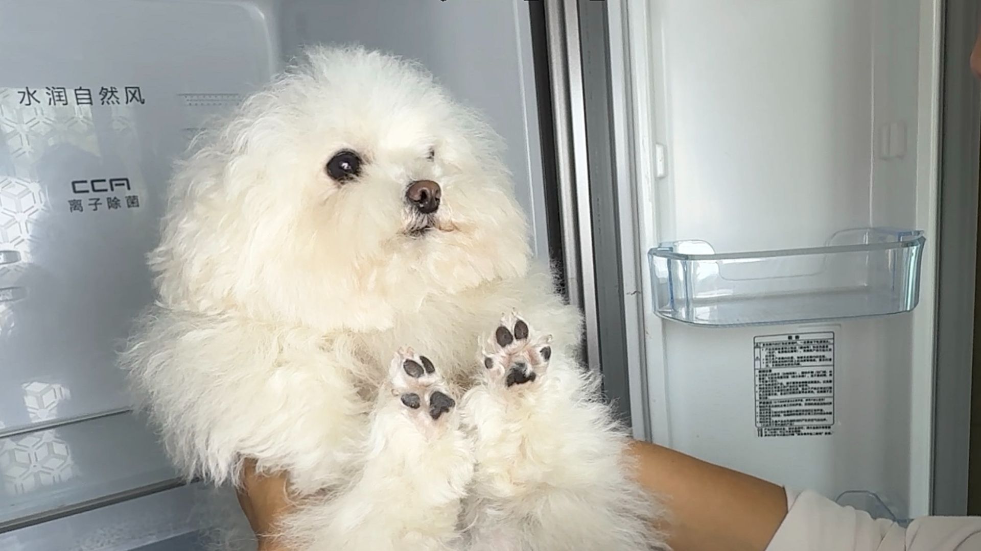 小狗能犯什么大罪？？？