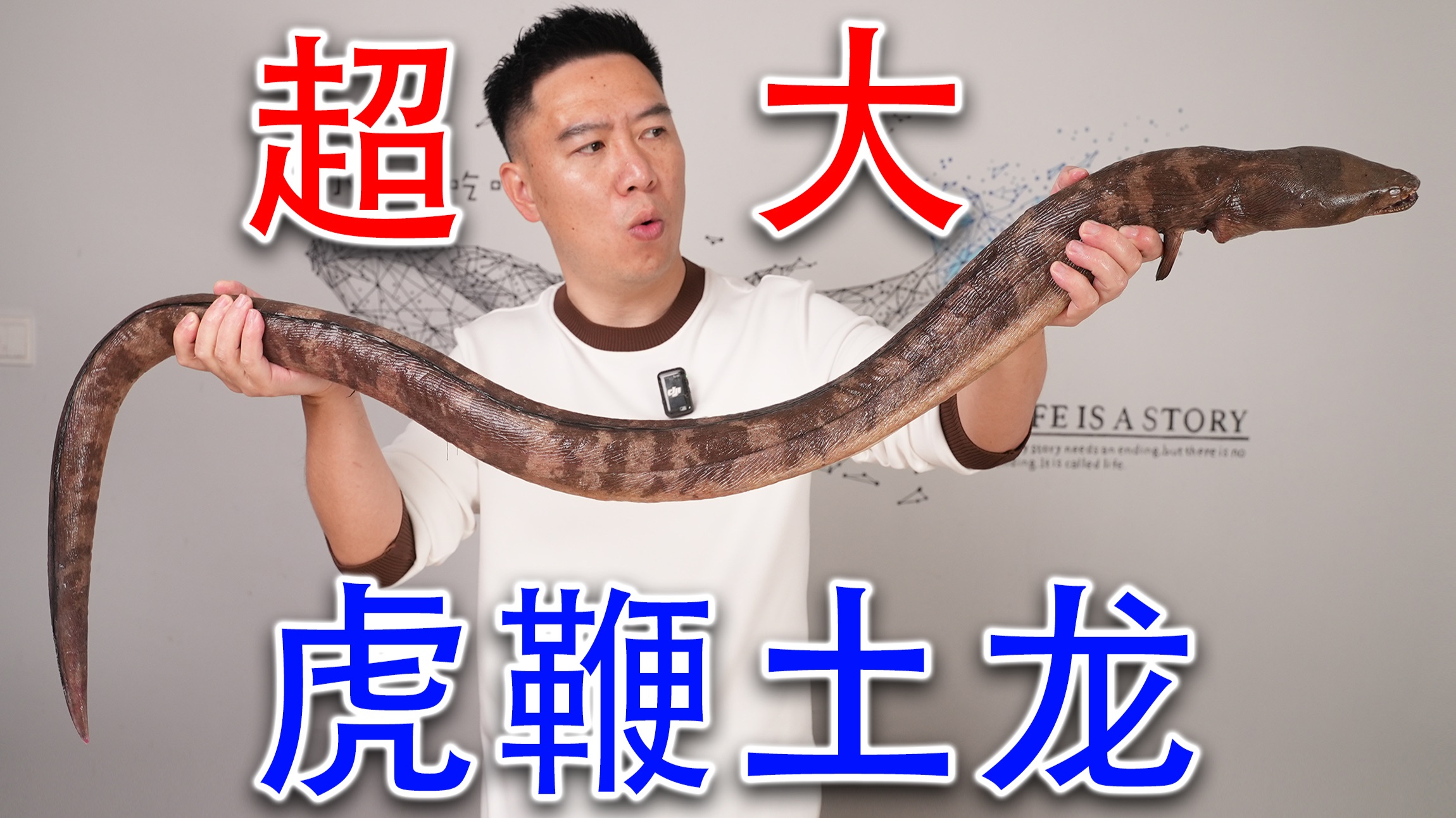 超大虎鞭土龙，又粗又长，应该不会吃自闭了