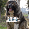 高加索犬不愧是犬中之王，战斗力真的不一般