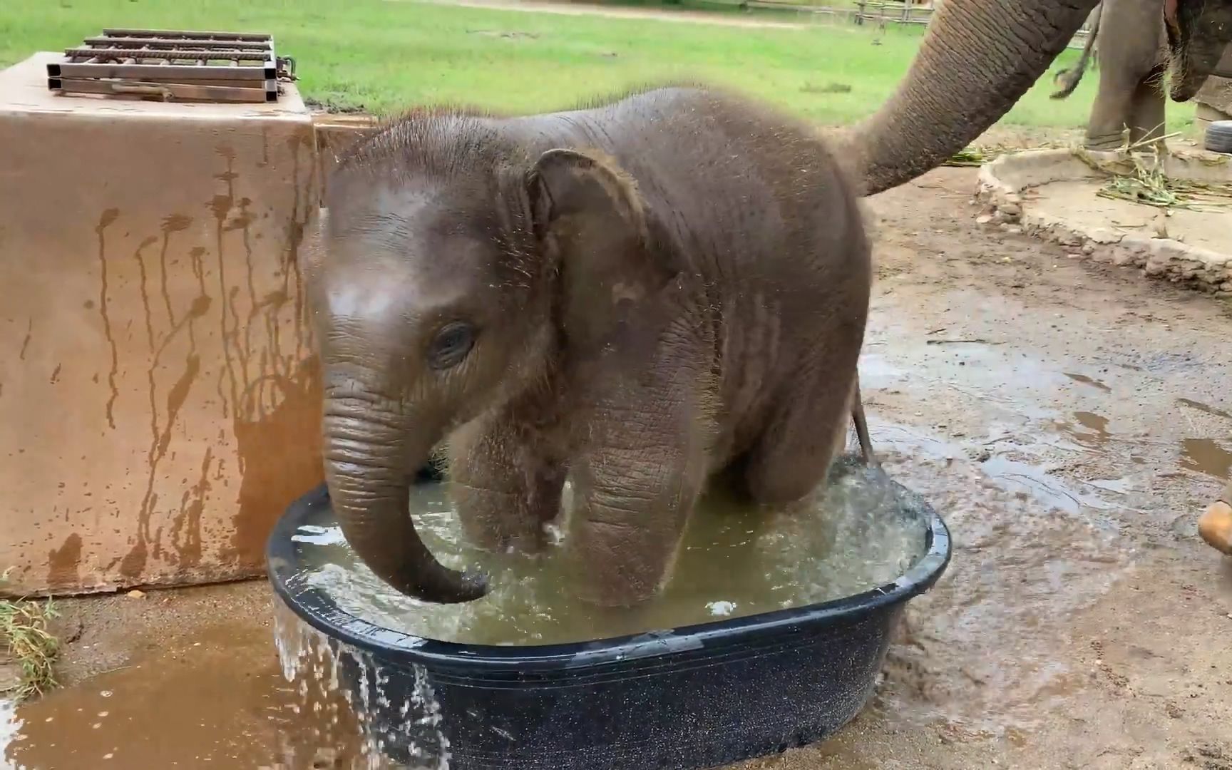 超萌慎入！获救小象第一次体验泡浴缸，被萌出内伤概不负责！