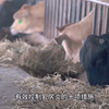 有效控制奶牛乳房炎的十项措施