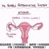搬运osmosis，女性生殖系统生理reproductive physiology