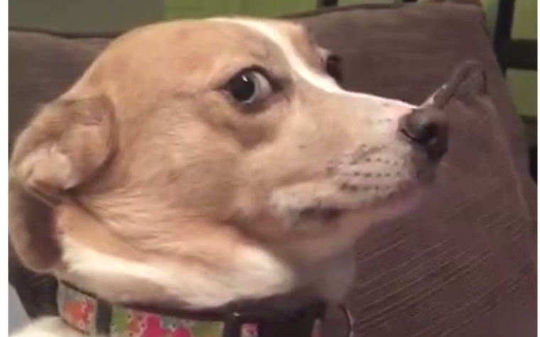 超搞笑-狗狗被主人质问,然而它的表情说明了一切!