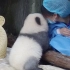 大熊猫和饲养员贴贴后得意地笑了