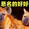 长相恐怖的斑鬣狗其实十分友善？几件颠覆老斑形象的事实