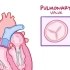 【搬运osmosis】Pulmonic valve disease