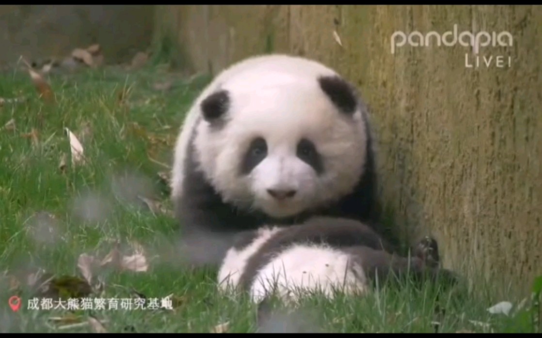温柔的月嫂和花照顾重阳弟弟(大熊猫和花)pandapia录屏