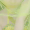 抖音美女小橙子