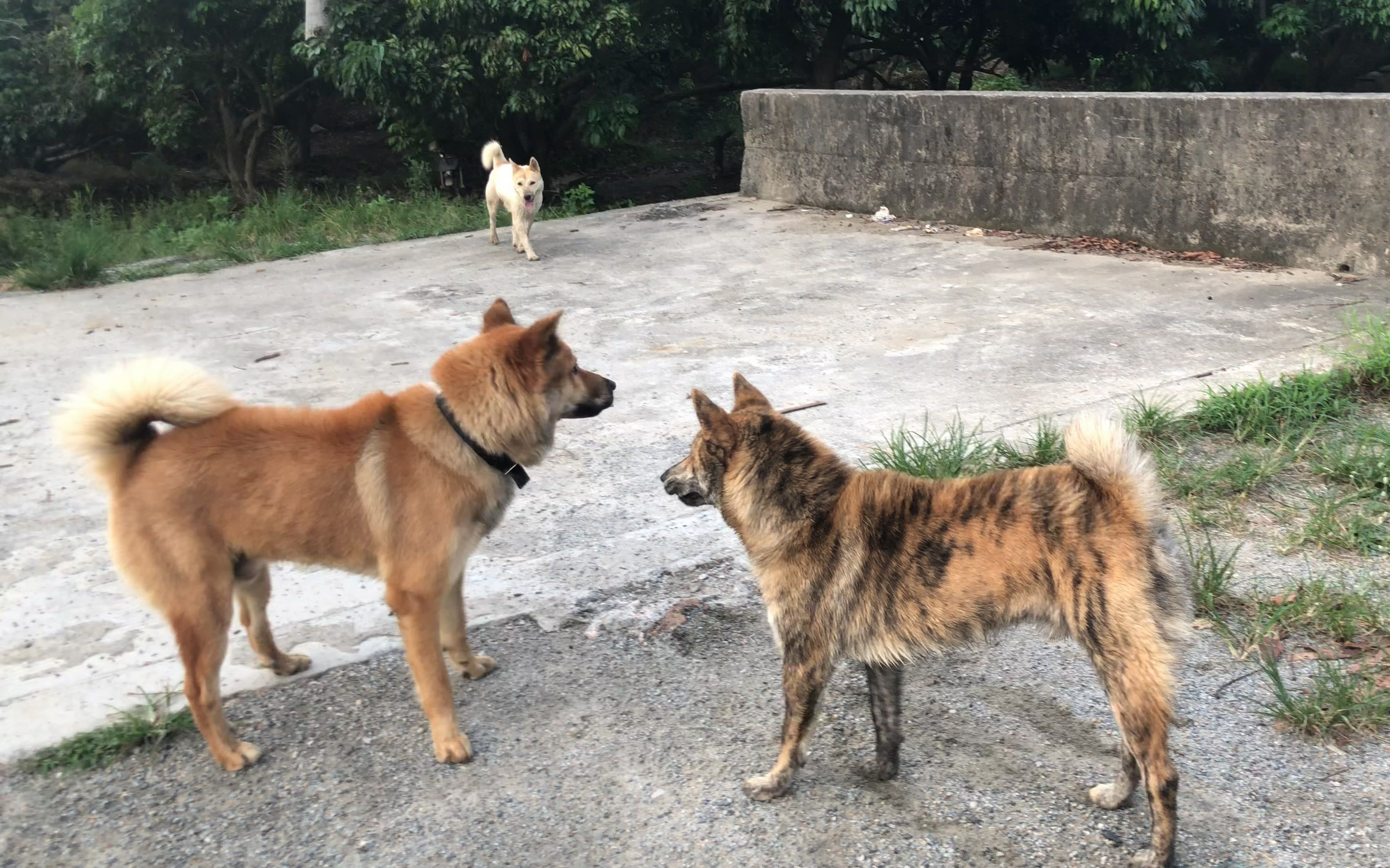 大黄狗和虎斑犬想打架 没办法只能强行拉开 哔哩哔哩 つロ干杯 Bilibili