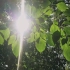 摇晃的树枝和夏天的阳光