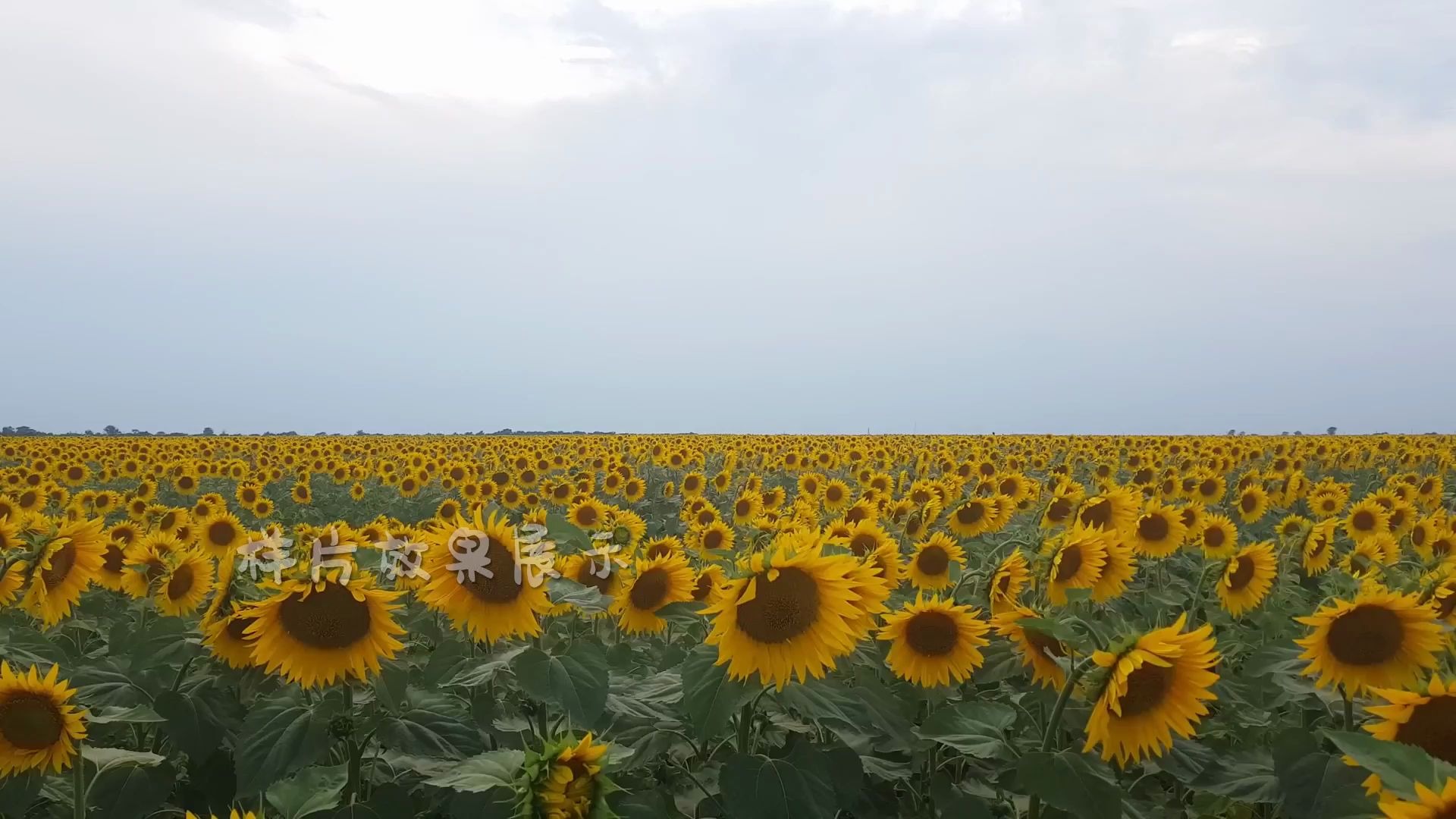 a5272k画质分辨率唯美美丽向日葵太阳花花园大自然景色风景野外微电影