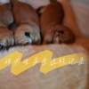 母犬生产全过程记录｜柴犬｜我家狗当爹妈了
