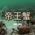 帝王蟹：造成生态系统失衡的捕食者？