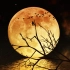 【中秋月】日音歌姬那些与月亮有关的歌曲