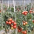大棚种植番茄高产诀窍，掌握了这些，优质高产不是梦！