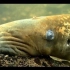海七鳃鳗的水下生活