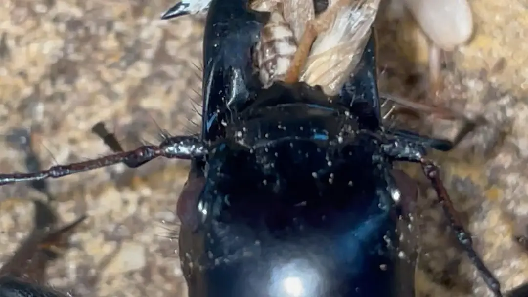 来自大王虎甲的暴力美学