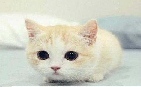 口袋妖怪改版暗古神坛传说直播实况,感觉我现