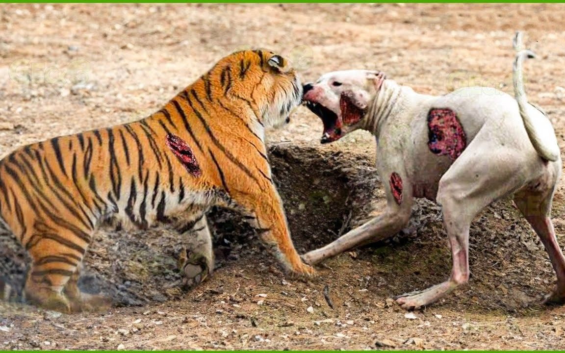 比特犬挑战老虎的底线，三秒钟直接被杀死。