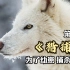 猎捕纪录片第8集，为了幼崽能扛过寒冬，北极狼被迫捕食巨型麝牛