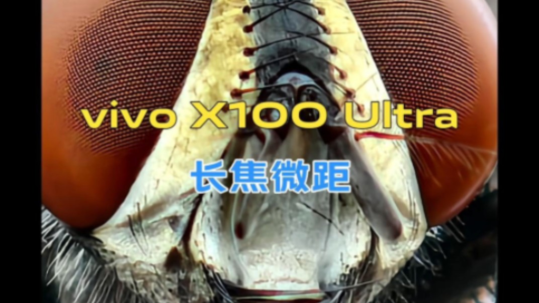 vivo X100 Ultra长焦微距帮我们挖掘不一样的世界！