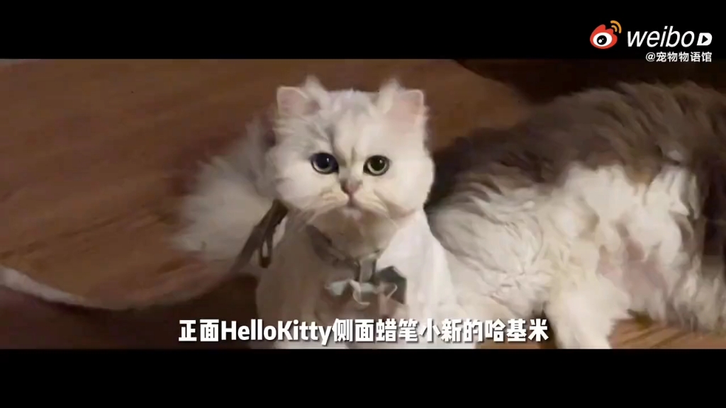字幕下载