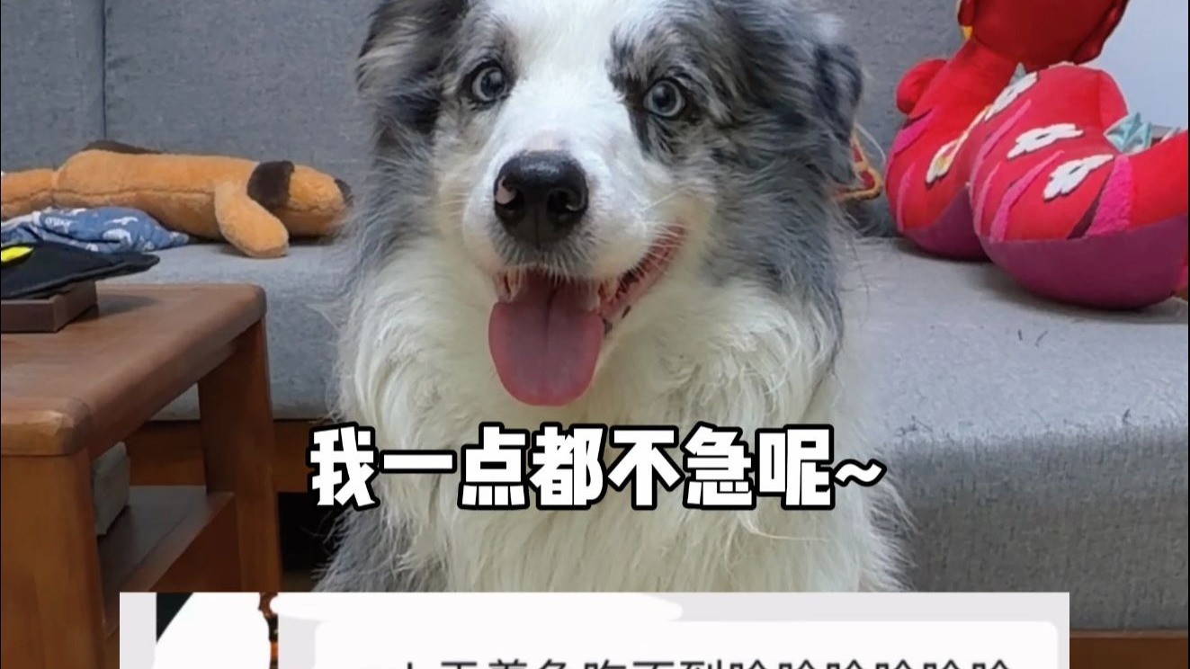 当口急小狗遇上慢食碗~