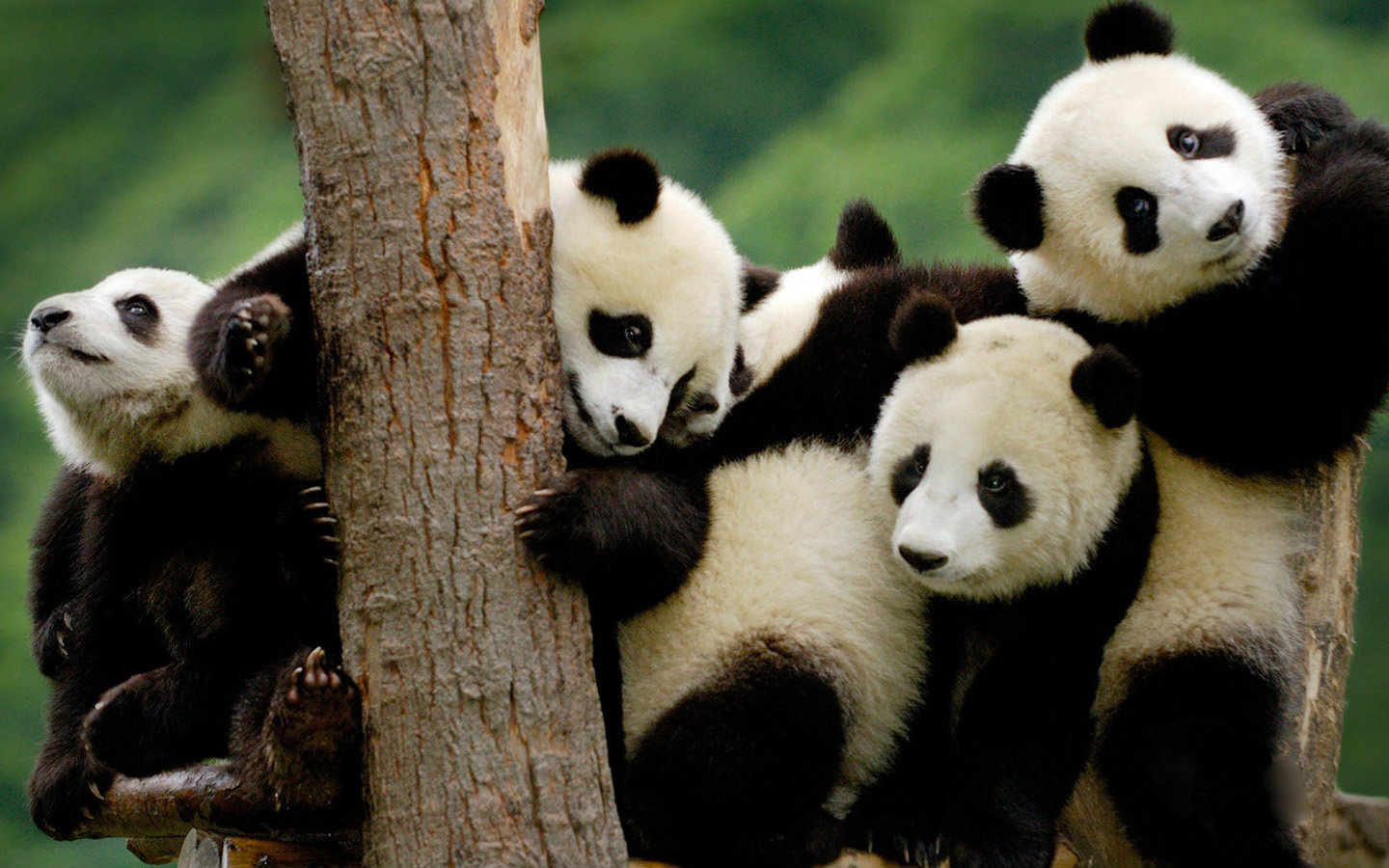 卡通动物熊猫视频素材-卡通动物熊猫视频模板下载-觅知网
