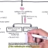 贫血 | Anemia - classification (microcytic, normocytic and mac