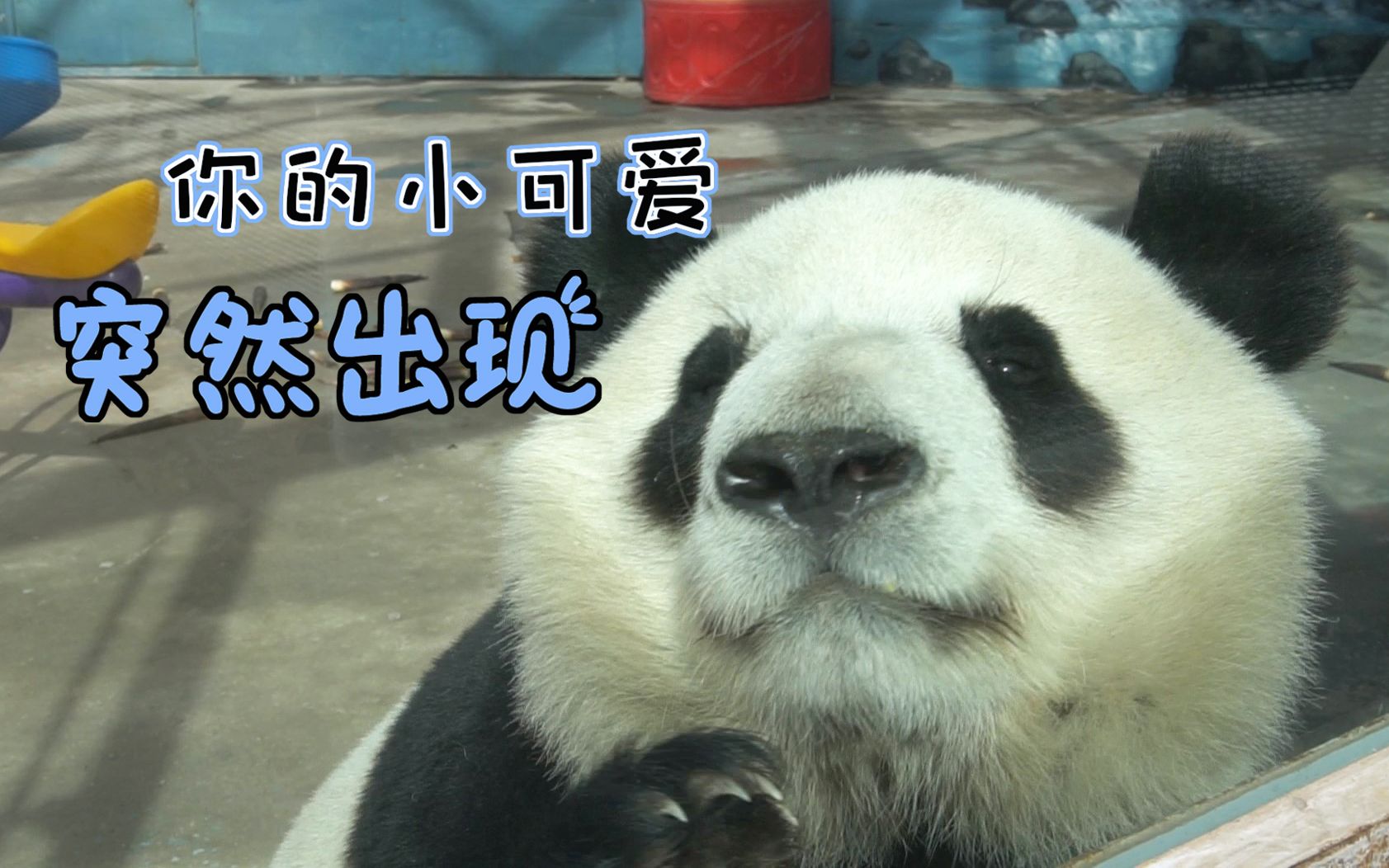 【大熊猫七巧】巧胖给我开见面会了！你的脸好大啊！