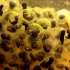【BBC地球】从蛙卵到幼蛙整个发育过程  49天全程实拍 @柚子木字幕组