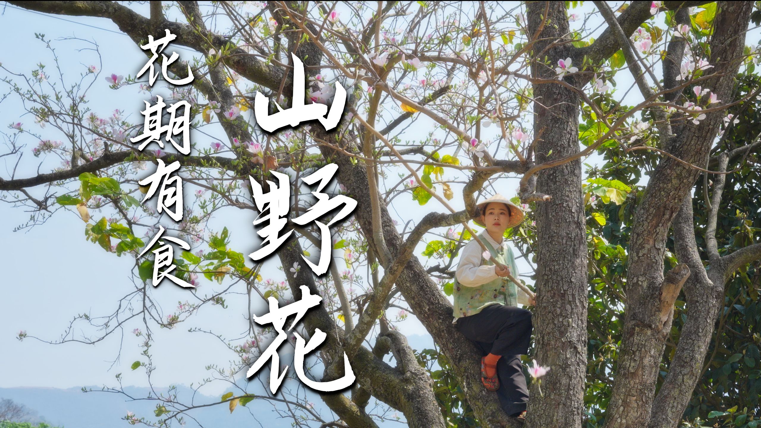 四月的云南，是吃山茅野菜的天堂……【滇西小哥】