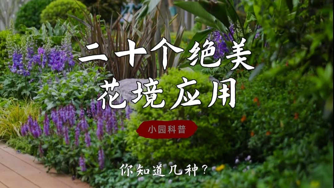 20个绝美的花境应用，你知道几种？