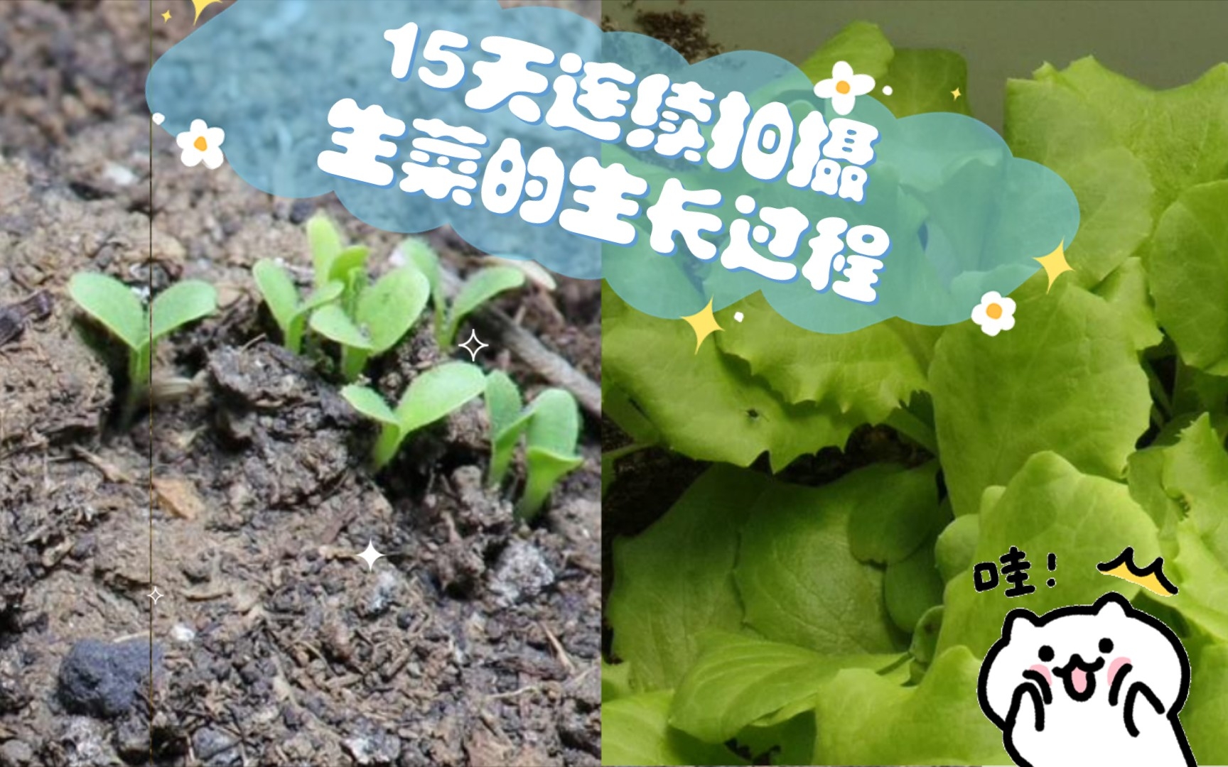 【延时摄影（植物）】连续拍摄15天的生菜从发芽到长大全部过程，很解压！！
