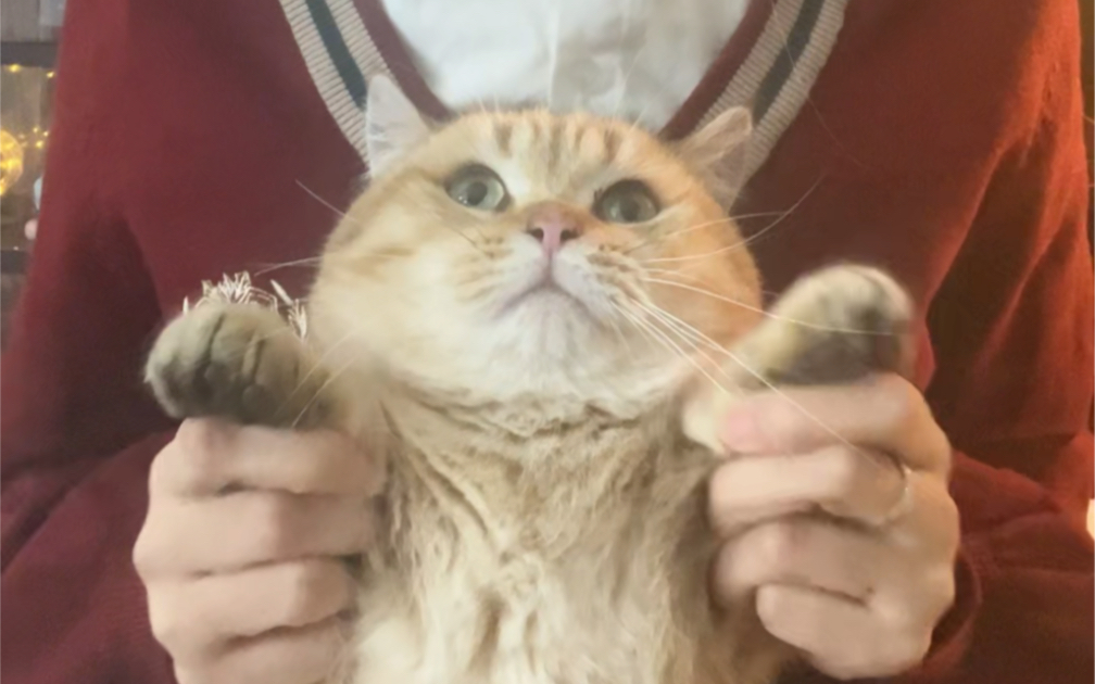 [Live Slicing] Hopeless Pitch 5