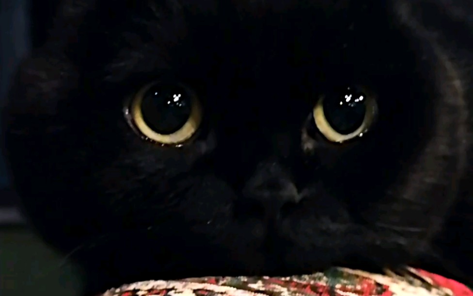 怎么样让黑猫意识到自己是黑色的？