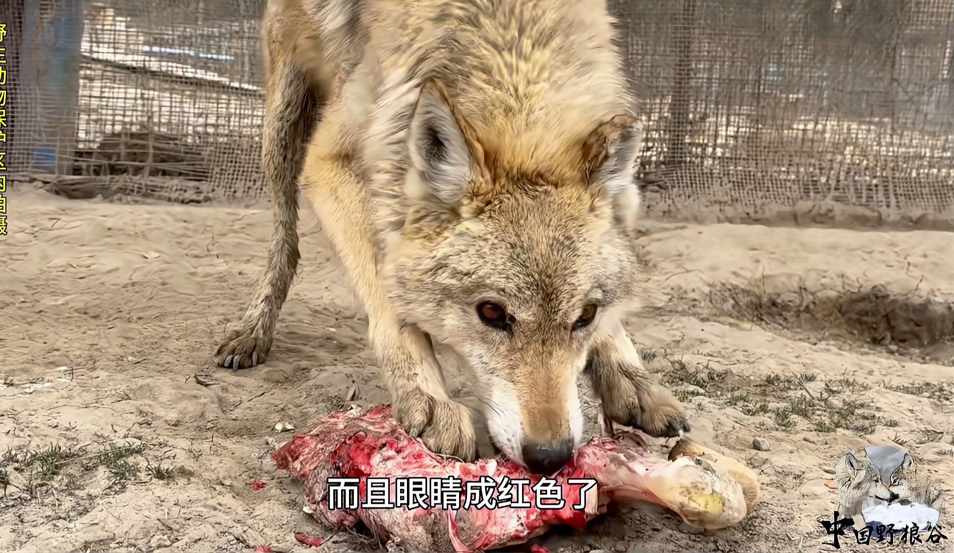 母狼的进食速度有多快？一条羊腿不出30秒吃个精光