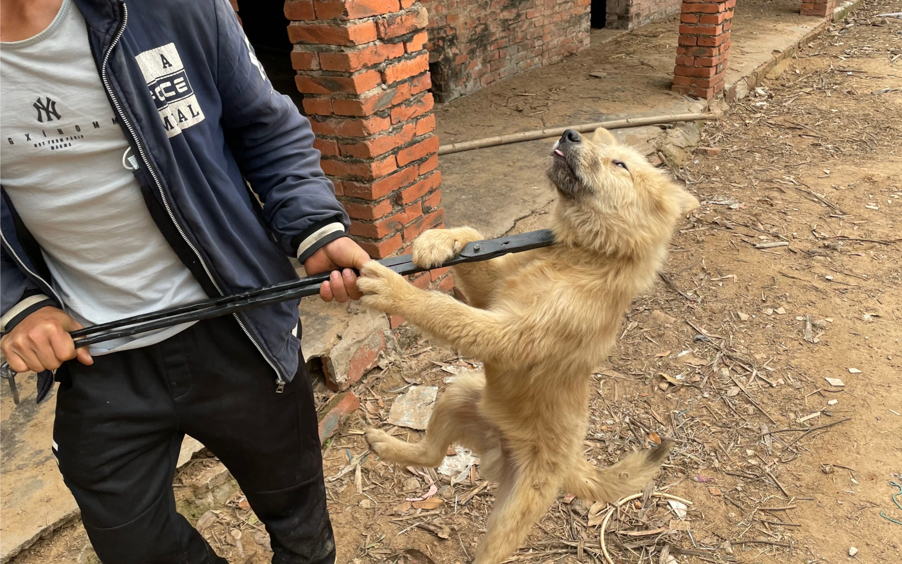 实拍狗贩子进村抓狗狗狗被痛苦的夹住脖子看着真让人心酸