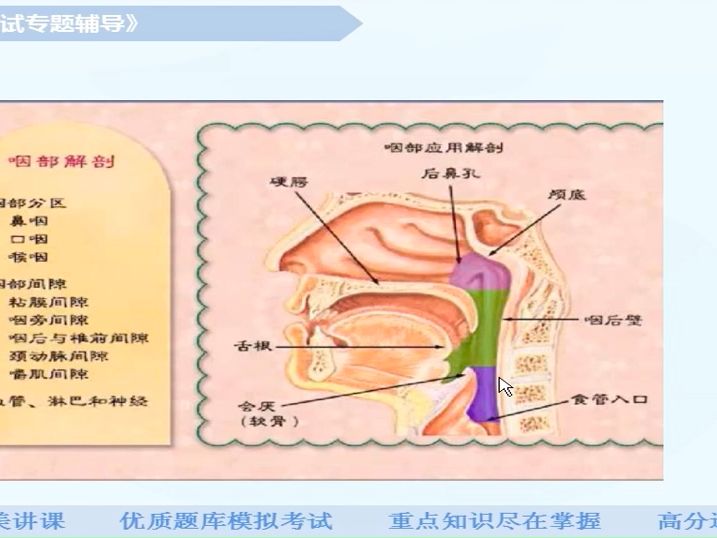 第八章神经系统及头颈部：咽与喉