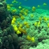 大堡礁海底珊瑚海底世界