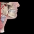 【头颈部解剖学】颈部血管 | 头臂干 主动脉弓 | 颈总动脉 椎动脉 颈内外动脉 | 锁骨下动脉 甲状腺颈干