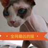 千万别养无毛猫，你会发现无毛猫居然这么凶，长的居然～～这么可爱
