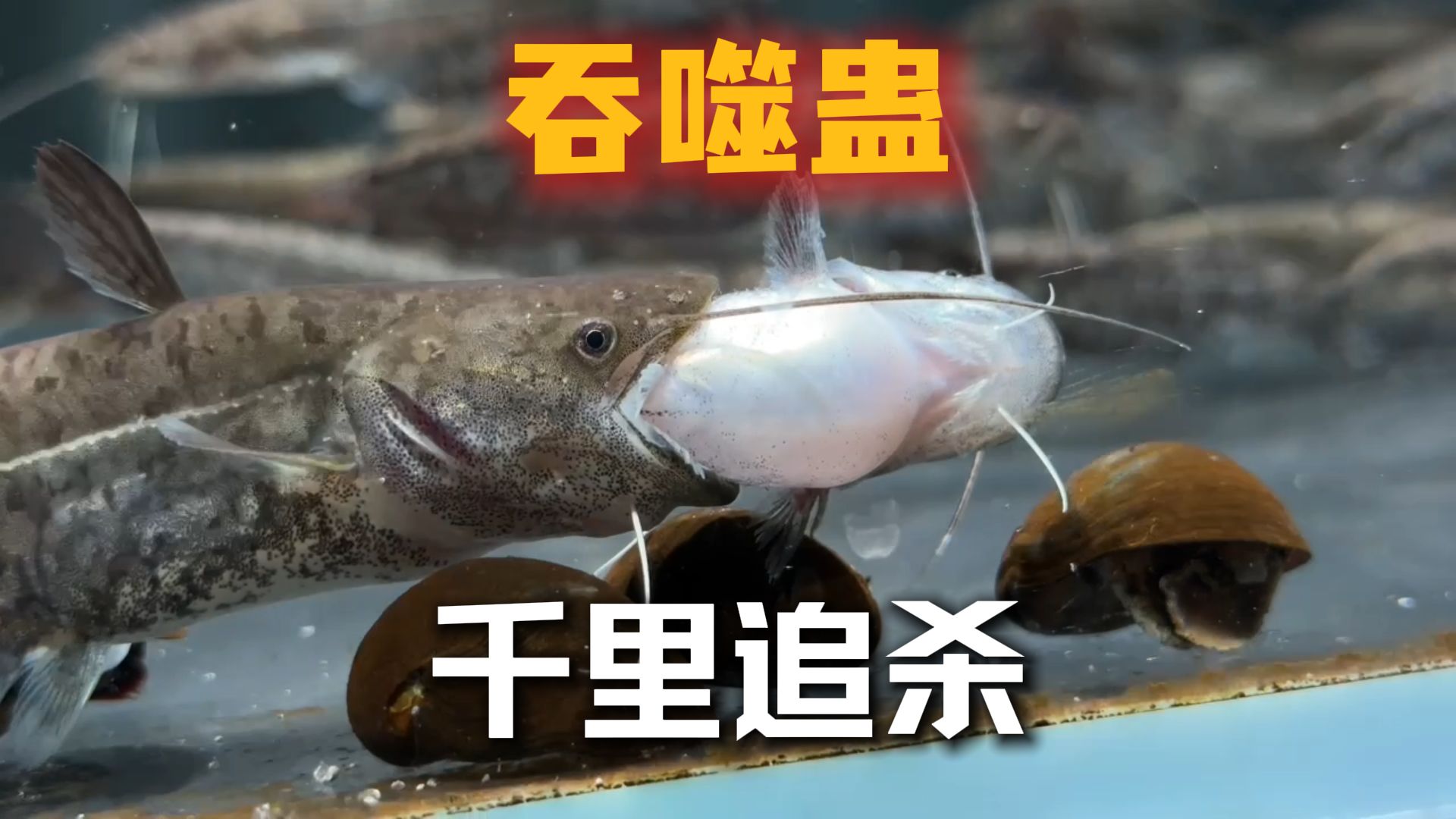 逃兵杀手追击千里就为了斩杀一条鲶鱼？！全过程记录！吞噬蛊5